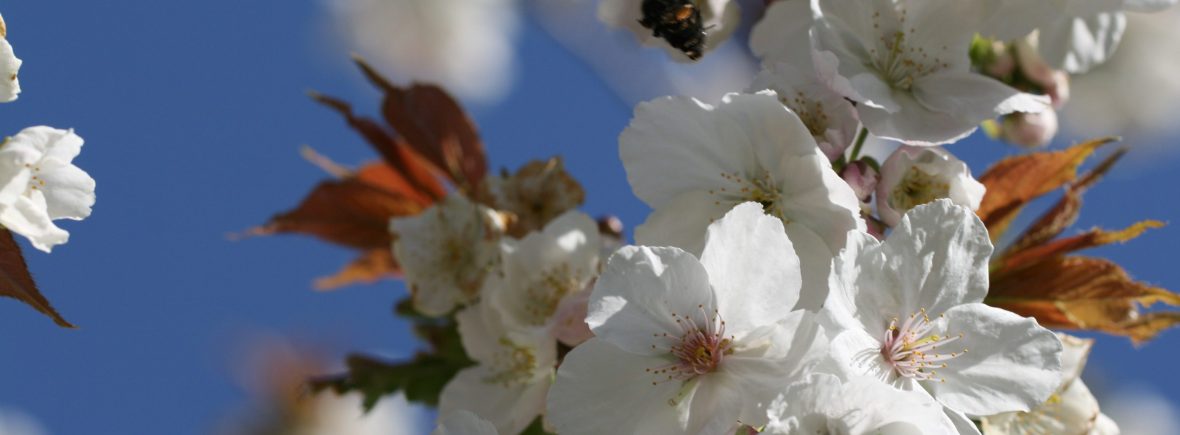 A bumblebee flying towards a mulberry tree in flower.