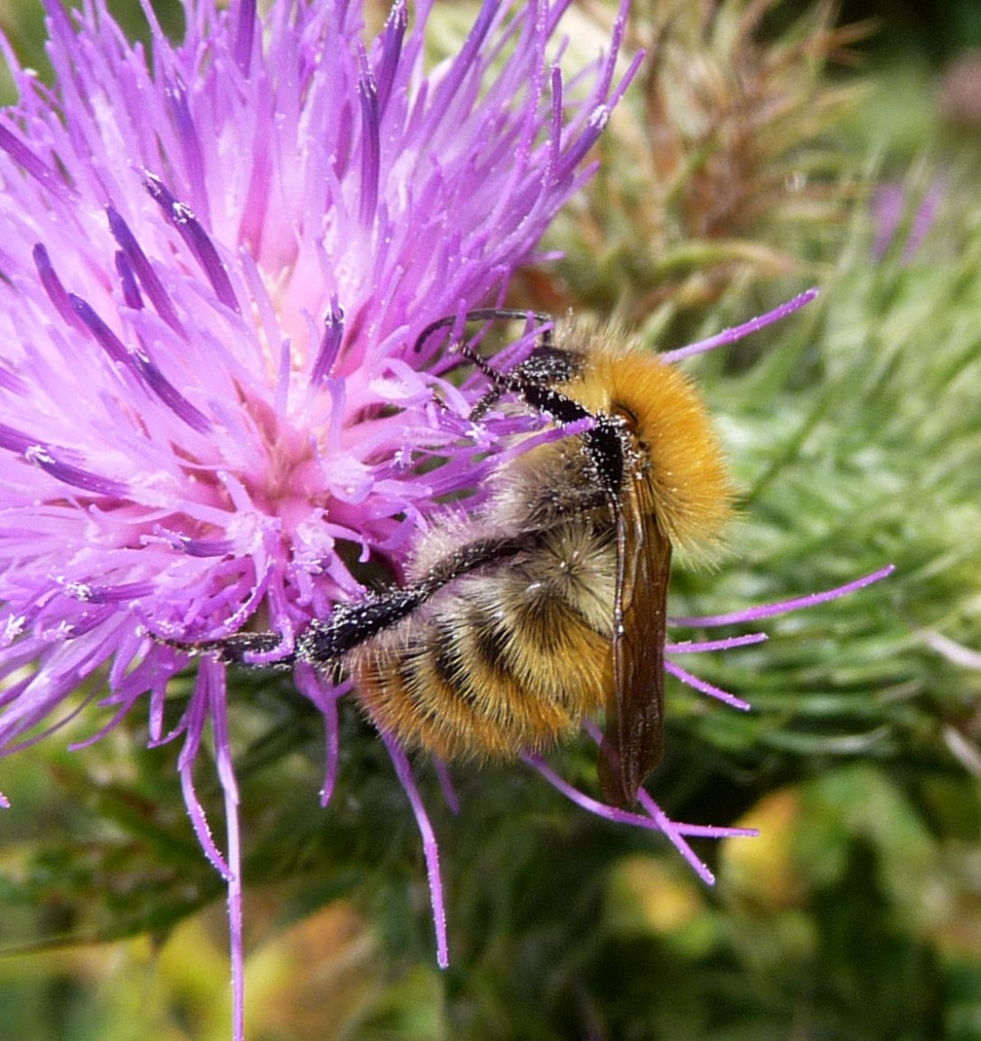 Bombus_muscorum_thistle
