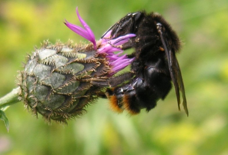 Bombus_rupestris-_side_(rupestris01)