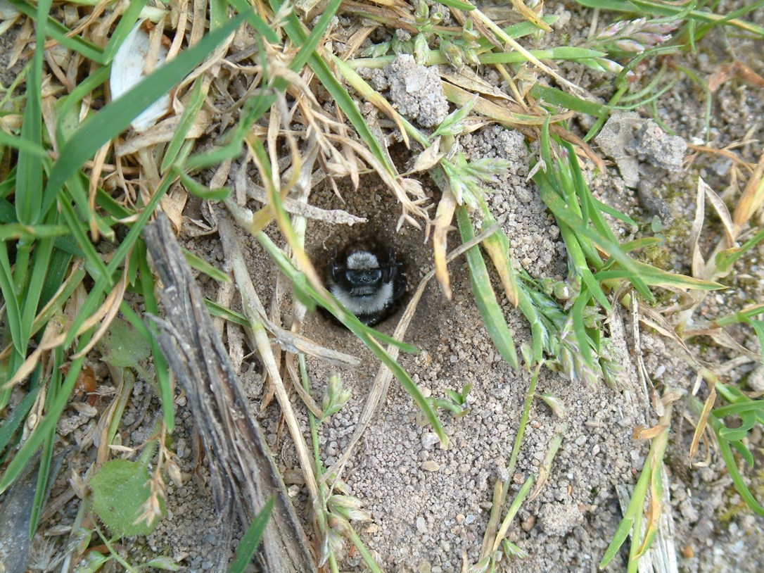Andrena cineraria