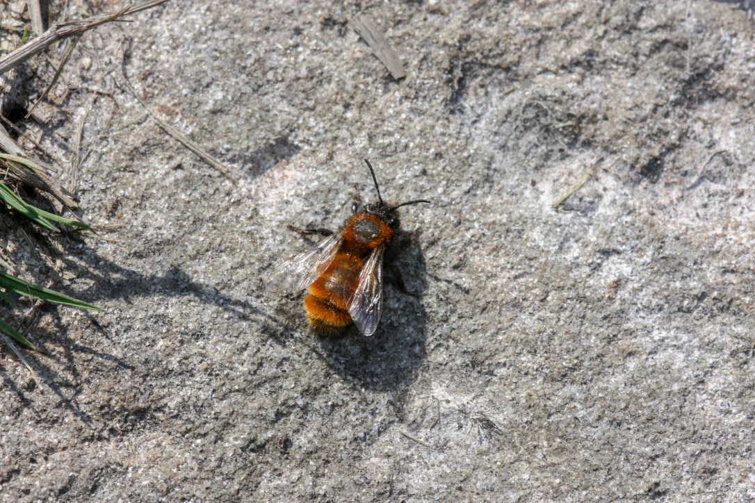 Andrena fulva female - Black Down, Mendips