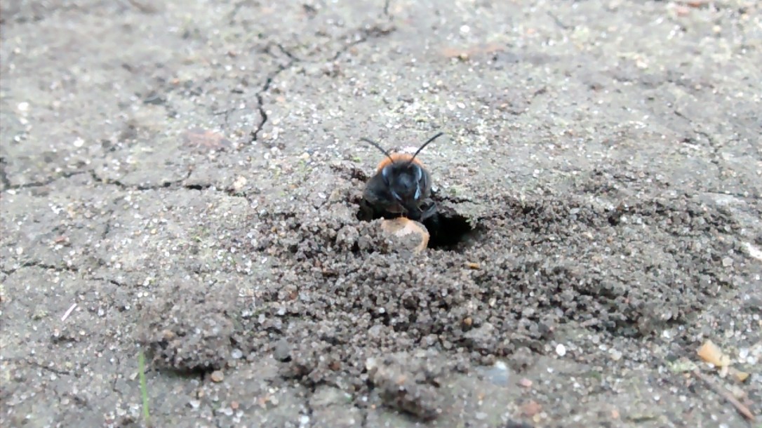 IMG_20170329_161345383