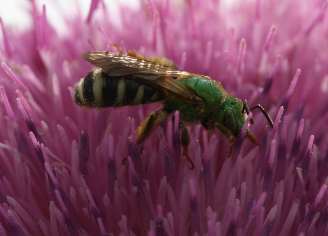 Agapostemon.virescens