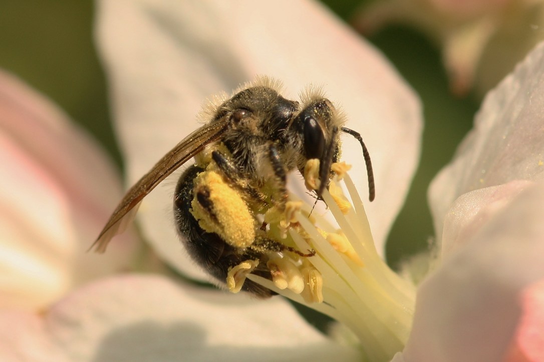 Andrena.mandibularis