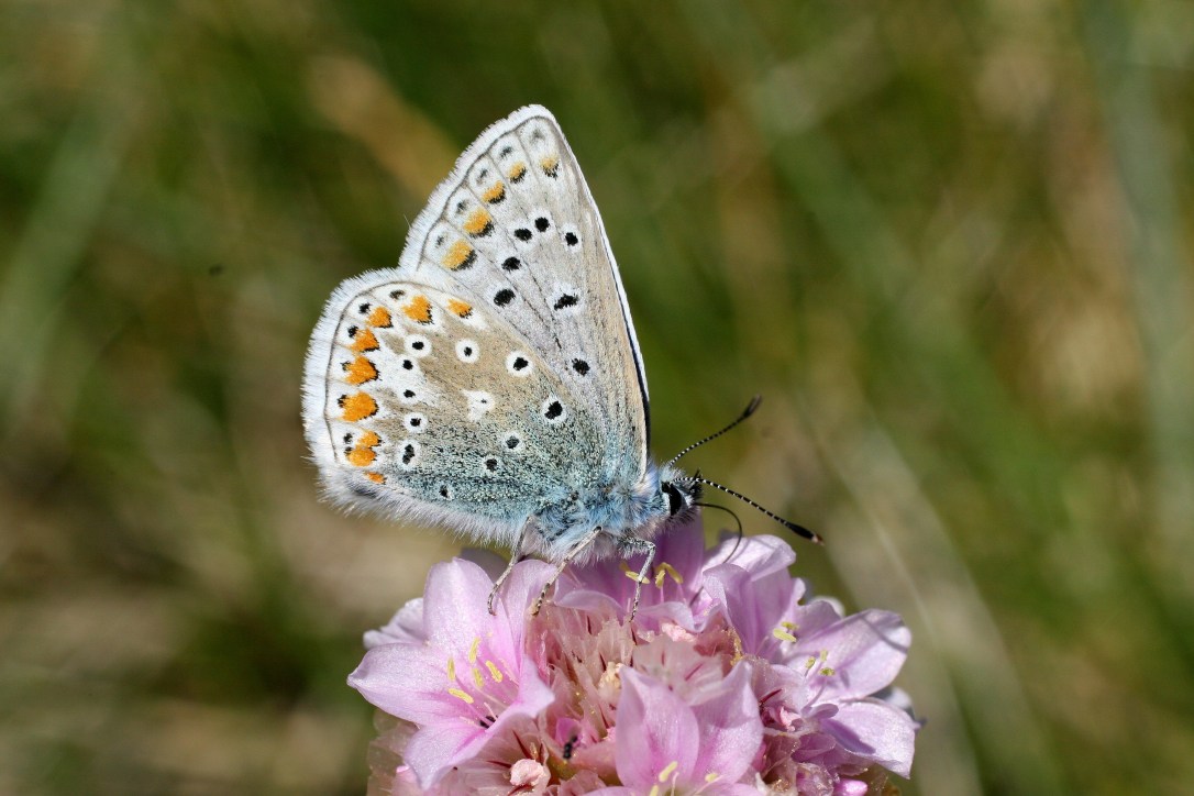 Common Blue (Liam Lysaght)