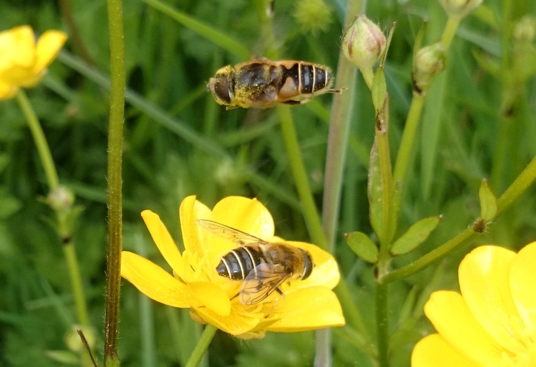 Eristails in flight_Isobel Abbott