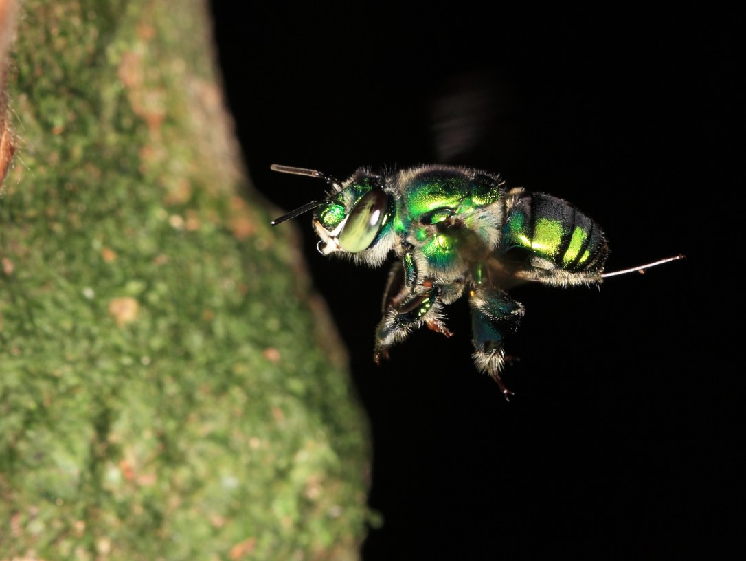 Euglossa.sp
