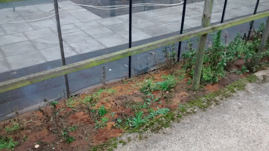 SM Chederae_next_to_greenhouse