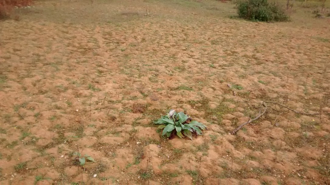 SM Huge_colleteshederae_site