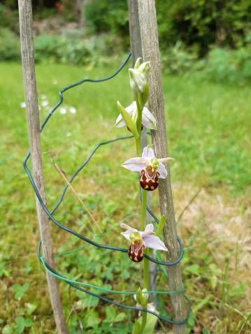 mum's bee orchid