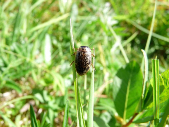 ADelaney_beetle-700x525